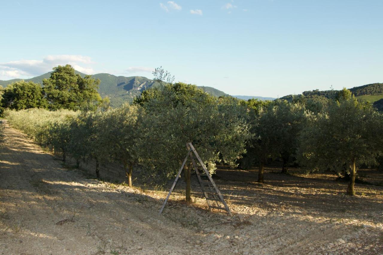 Mas Provencal La Serallere Au Coeur Des Oliviers Venterol  Экстерьер фото